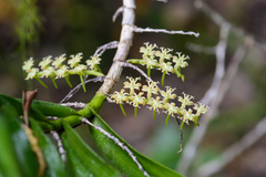 Tridactyle bicaudata bicaudata