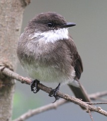 Muscicapa aquatica