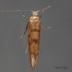 Argyresthia alternatella