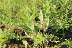 Astragalus dasyanthus