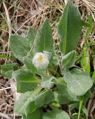 Senecio scopolii