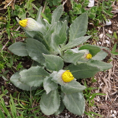 Senecio scopolii