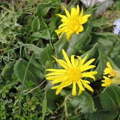 Senecio scopolii