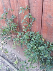 Capsicum annuum glabriusculum