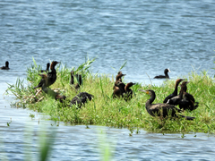 Phalacrocorax carbo