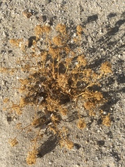 Cleomella obtusifolia