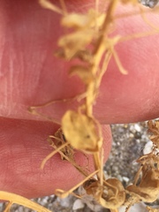 Cleomella obtusifolia