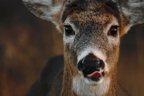 White-tailed Deer photographed in Connecticut