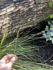Carex virgata