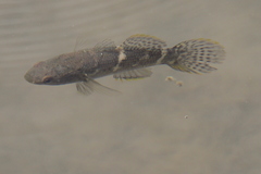 Eleotridae