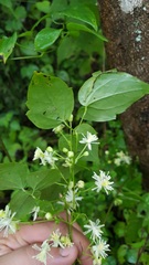 Clematis dioica