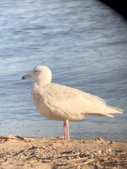 Larus hyperboreus