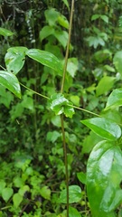 Clematis dioica