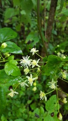 Clematis dioica