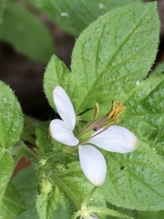 Cleome titubans