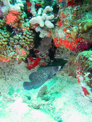 Rypticus saponaceus