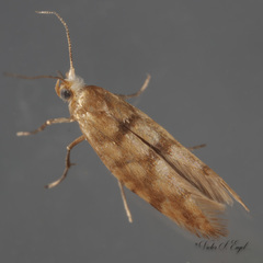 Argyresthia alternatella