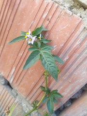 Solanum radicans