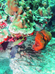 Rypticus saponaceus