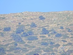 Juniperus communis saxatilis