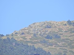 Juniperus communis saxatilis