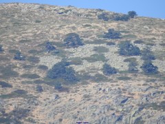 Juniperus communis saxatilis