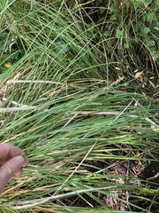 Carex virgata