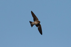 Petrochelidon fluvicola