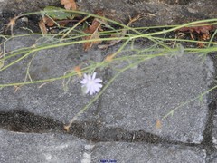 Lactuca tenerrima