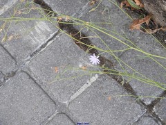 Lactuca tenerrima