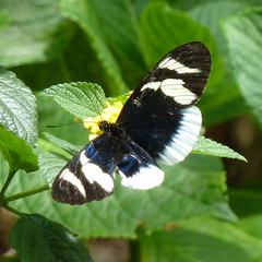 Heliconius eleuchia eleuchia