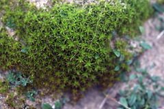 Syntrichia ruraliformis