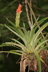 Guzmania monostachia image