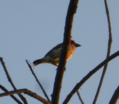 Lybius vieilloti