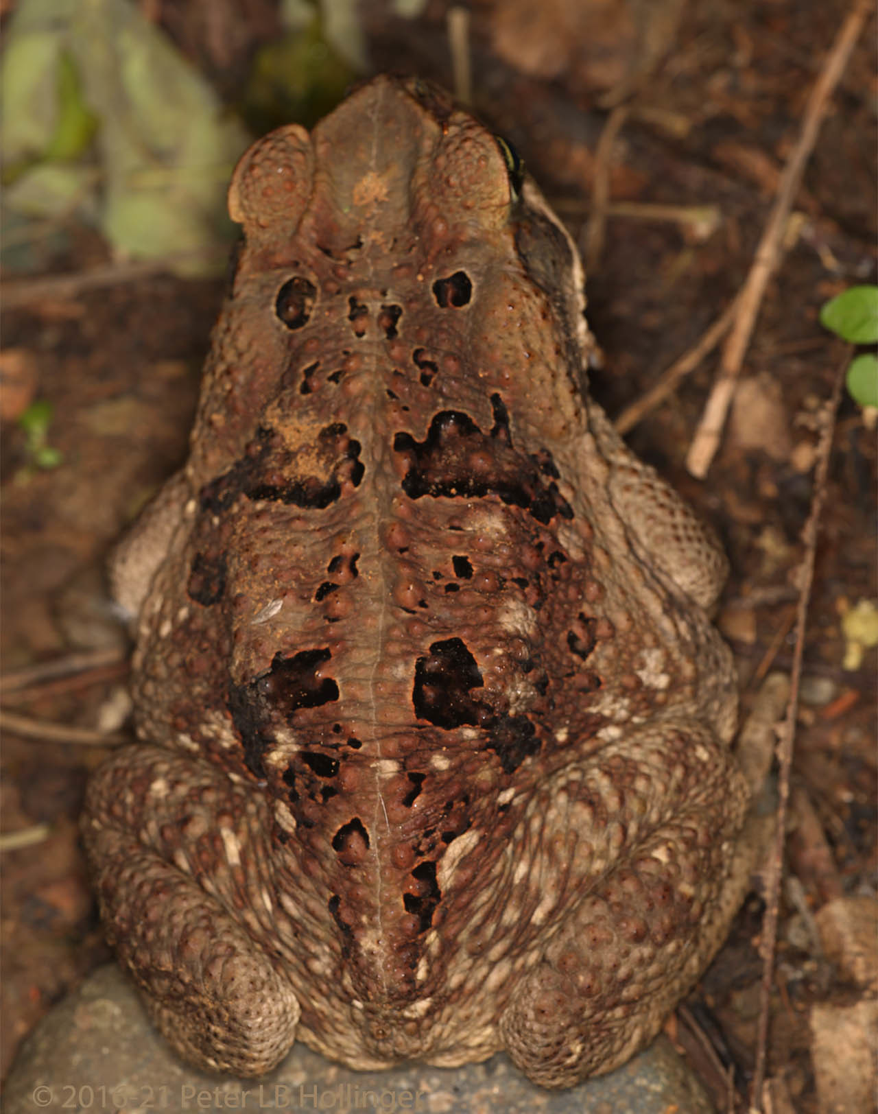 Bufonidae image
