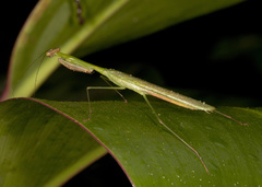 Stagmomantis venusta