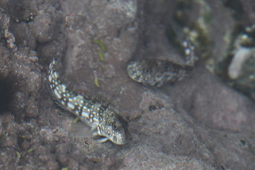 Spotted Rockskipper