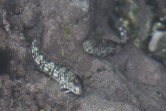 Spotted Rockskipper photo 4