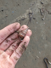 Cerithideopsis