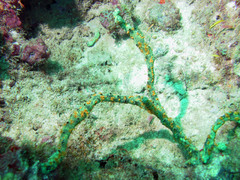 Parazoanthus swiftii