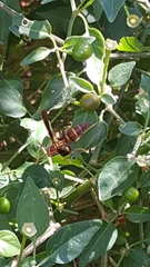 Polistes arizonensis