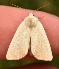 Arenostola phragmitidis