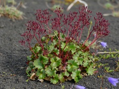Micranthes purpurascens