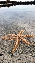 Meyenaster gelatinosus