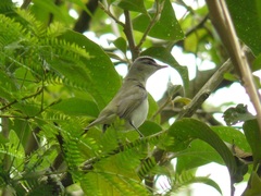 Vireo leucophrys