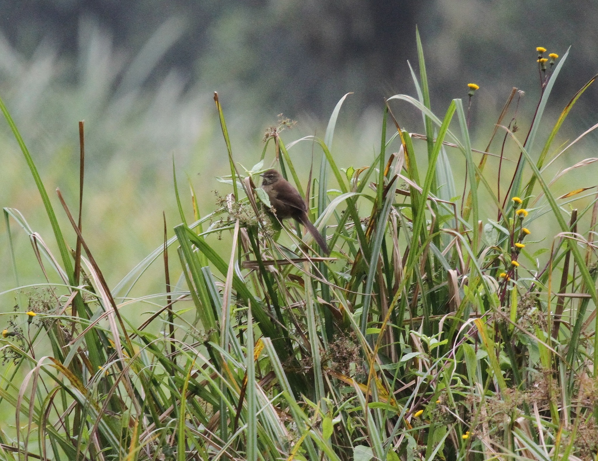 Grauer's Swamp Warbler illustration