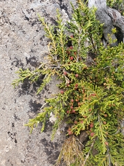 Microcachrys tetragona