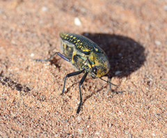 Julodis