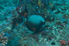 Acanthurus leucocheilus