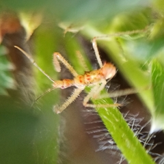 Zelus renardii